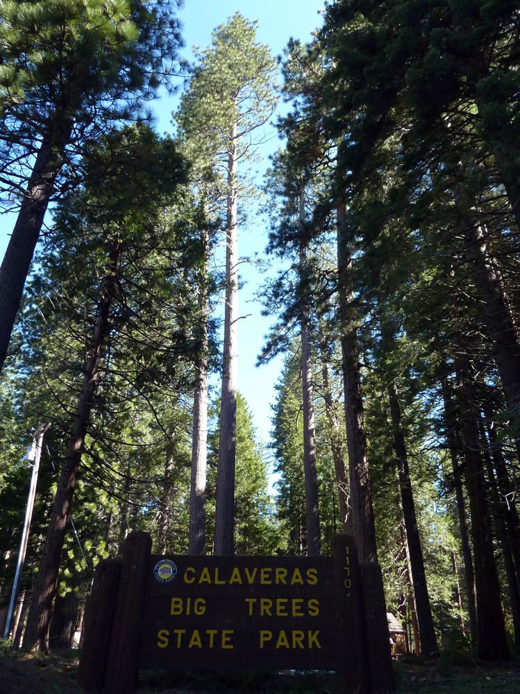 big tree state park (1).JPG